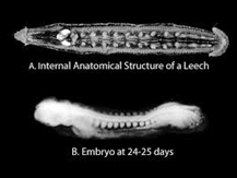 implantation and early embryo to early organ formation