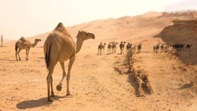 the camel