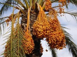 the date ‘palm’ tree