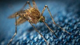 the mosquito