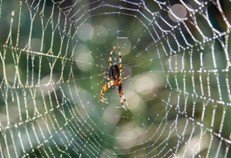 the spider